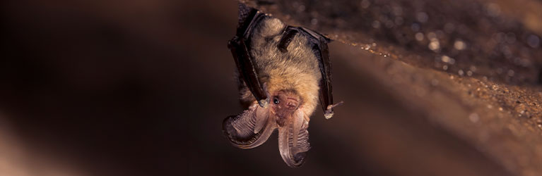 Grootoorvleermuis