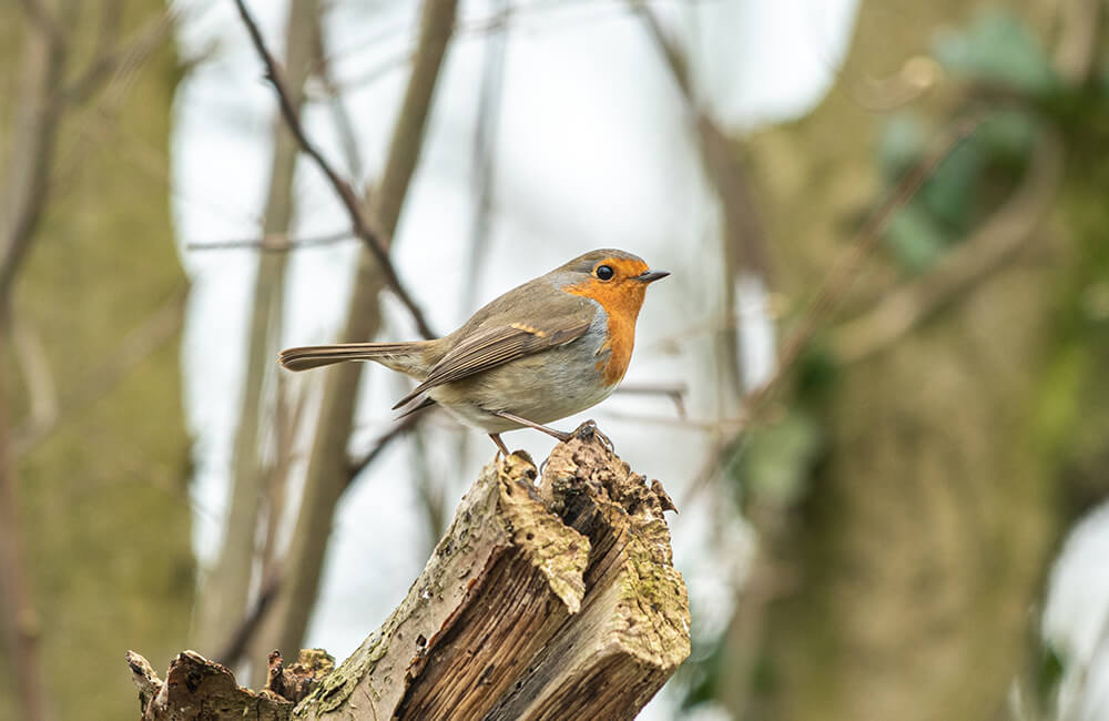 Een roodborstje in het bos.