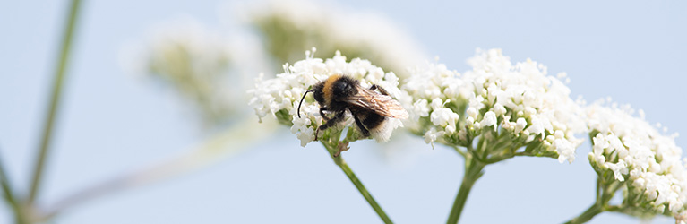 Hoe lang leven bijen?
