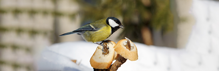 Is brood veilig voor vogels?