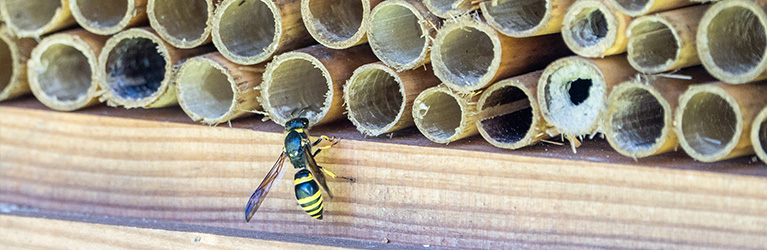 Hoe maak je een bijenhuisje?