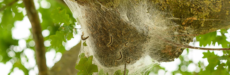 Deze tuinvogels helpen tegen eikenprocessierupsen