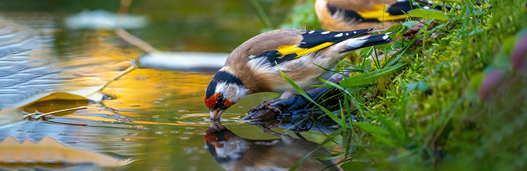 Hoe maak je een vijver voor wilde dieren – stapsgewijze gids