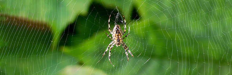 September spinnenmaand?