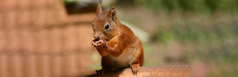 Wat eten eekhoorns? Een gids over hun voedingspatroon