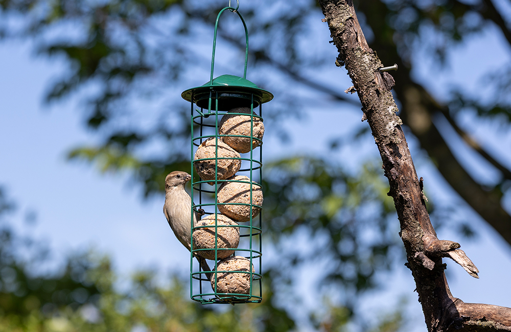 Mus geniet van wat vetbollen van een voederhuisje dat aan een tak in de tuin hangt