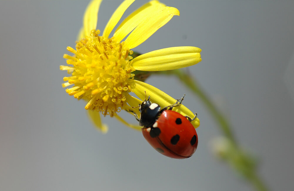 Een lieveheersbeestje op zoek naar voedsel op een gele bloem.