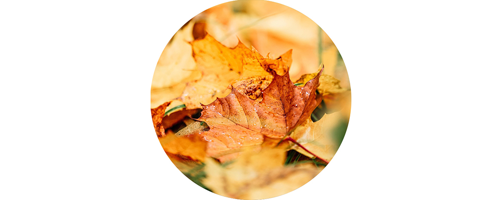 Wat gevallen bladeren op een bosgrond.