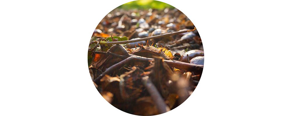 Een bosje twijgen op de bosgrond.