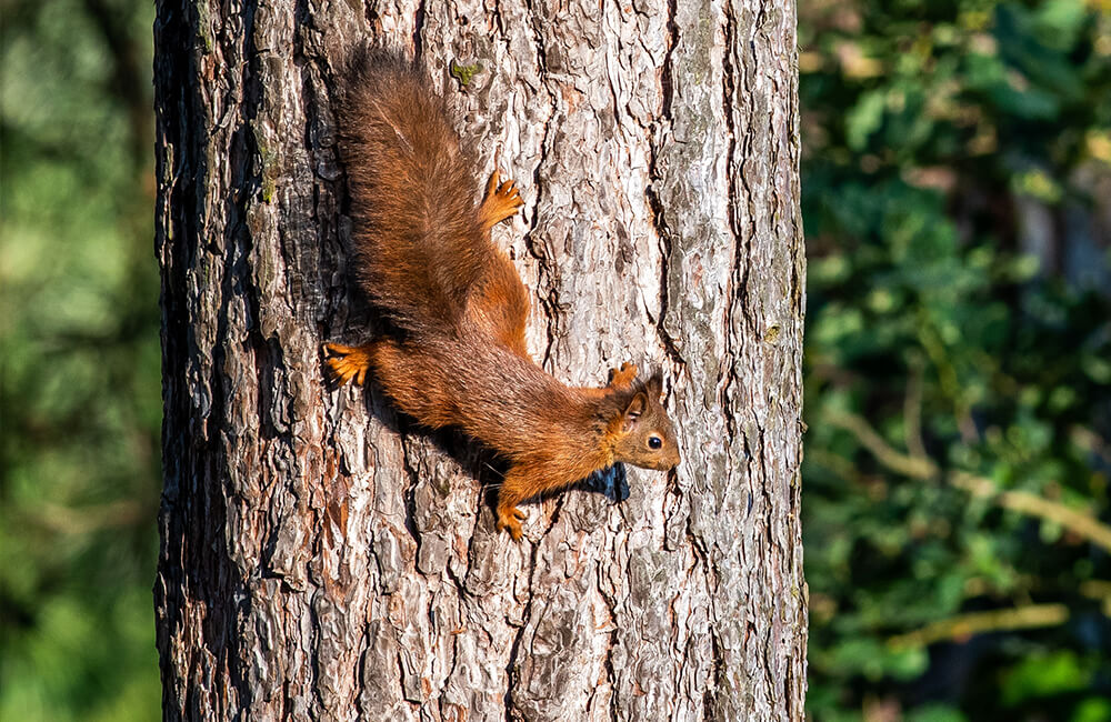 A squirrel climbing on a tree in a horizontal position.