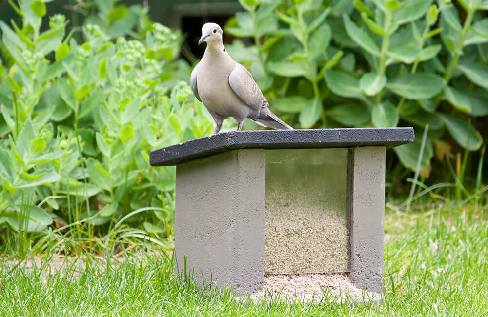 Een Turkse tortel (Streptopelia decaocto) zit bovenop een stevige vogelvoederbak op de grond in een tuin.