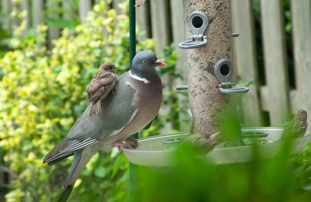 Een vredige houtduif (Columba palumbus) zit samen met een familie mussen op een vogelvoederbak.