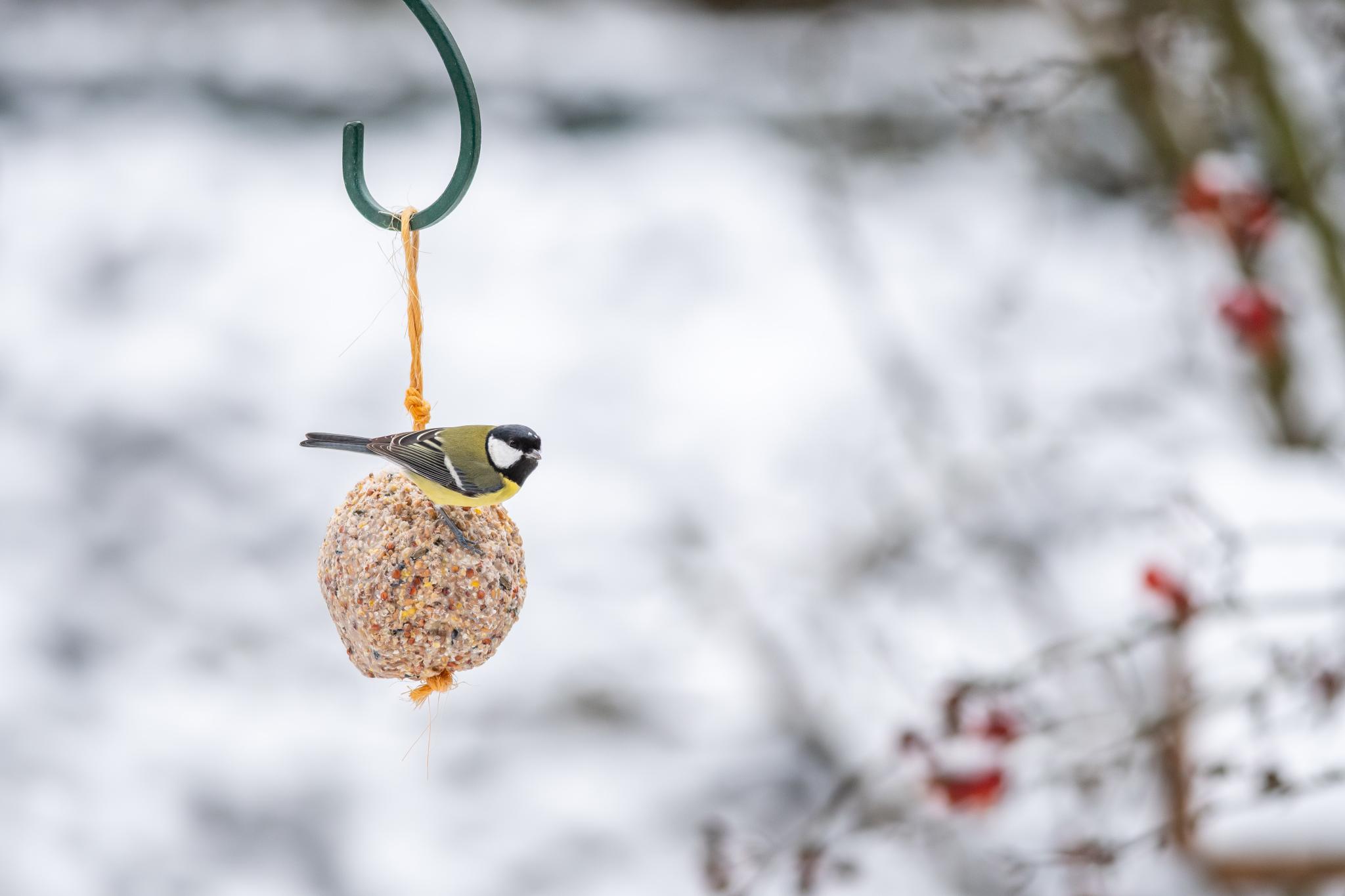 Een koolmees op een vetbol in de tuin in de sneeuw.