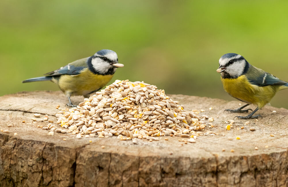 Twee pimpelmezen genieten van zaadjes uit een boomstam.