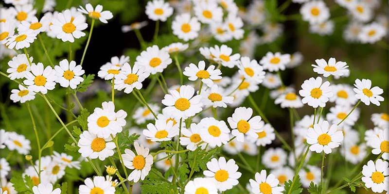 Roomse Kamille (biologisch)