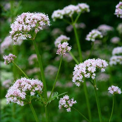 Echte valeriaan (biologisch)