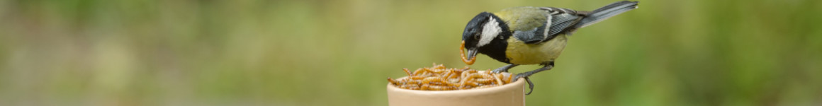 Koolmees op meelwormen