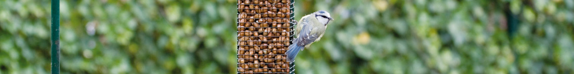 Pimpelmees pinda's voor vogels aan het eten