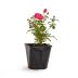 Roos Bijenweelde® roze - in pot (14 cm)