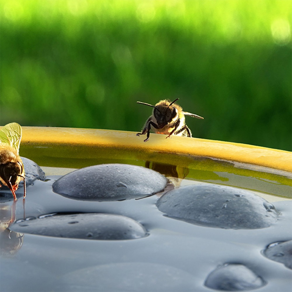 Twee bijen die water drinken uit een waterschaal.