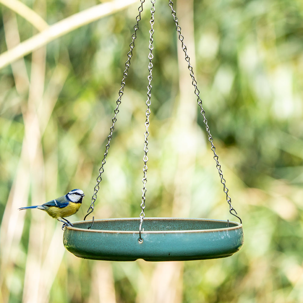 Een pimpelmees op de zijkant van een vogelbad