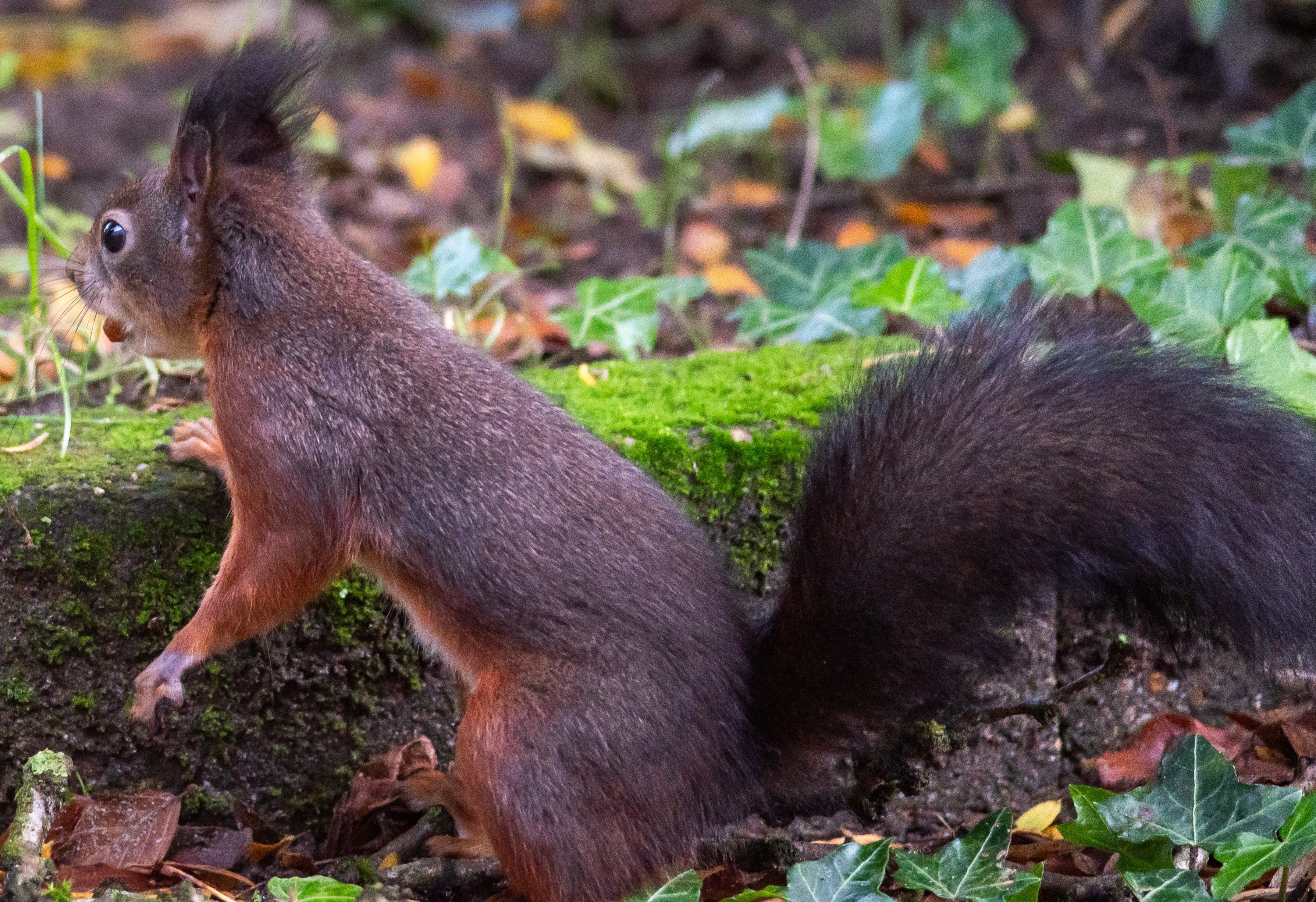 Foto van een eekhoorn in het bos