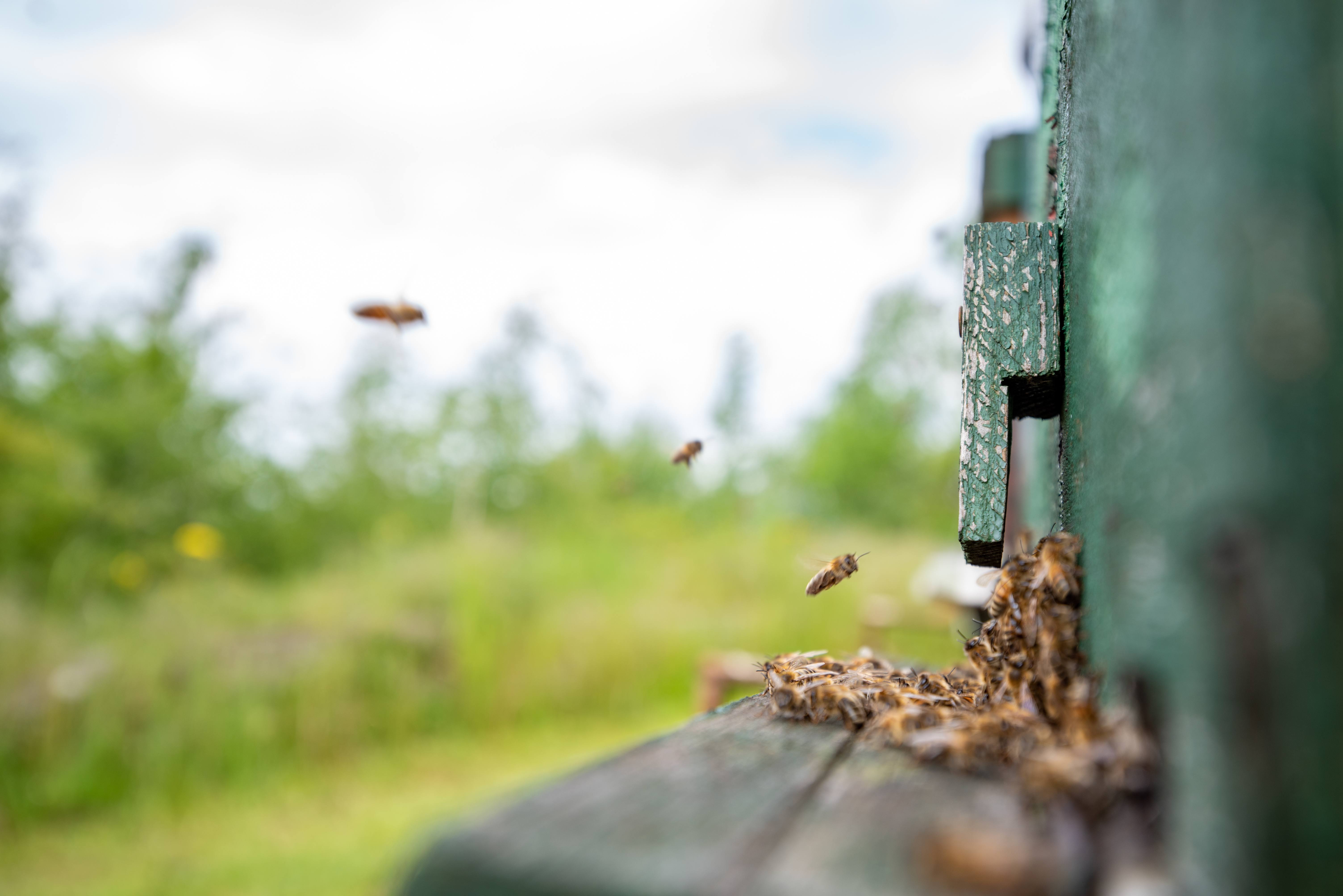 Verschillende insecten bij een insectenhotel