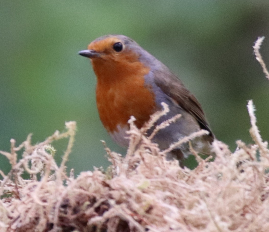 Een roodborstje in een struik
