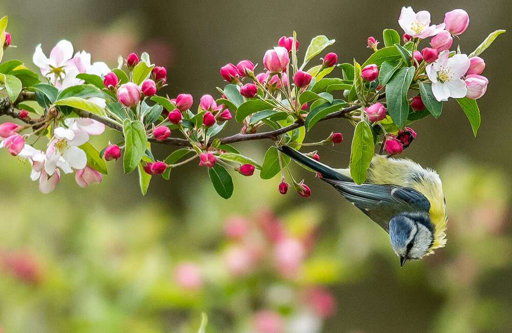 Een pimpelmees die aan het eind van de lente ondersteboven aan een kersenboom hangt.