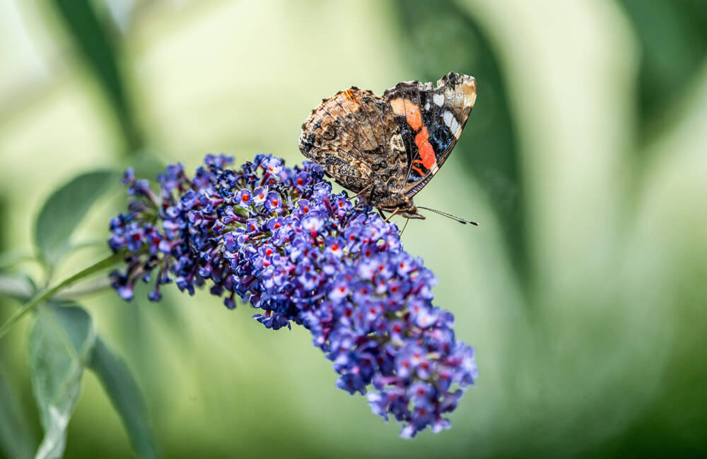 Vanessa atalanta, ook bekend als de admiraalvlinder