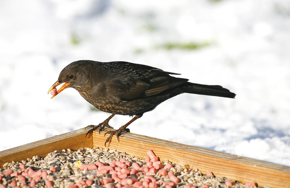 Een merelvrouwtje bezoekt een vogeltafel in de winter.