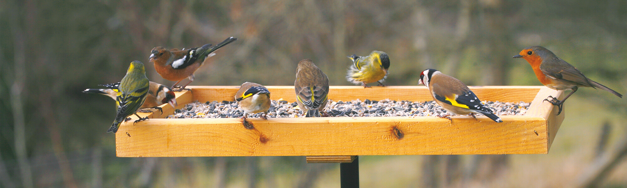 Verschillende soorten vinken en roodborstjes op bezoek op een vogelvoedertafel.