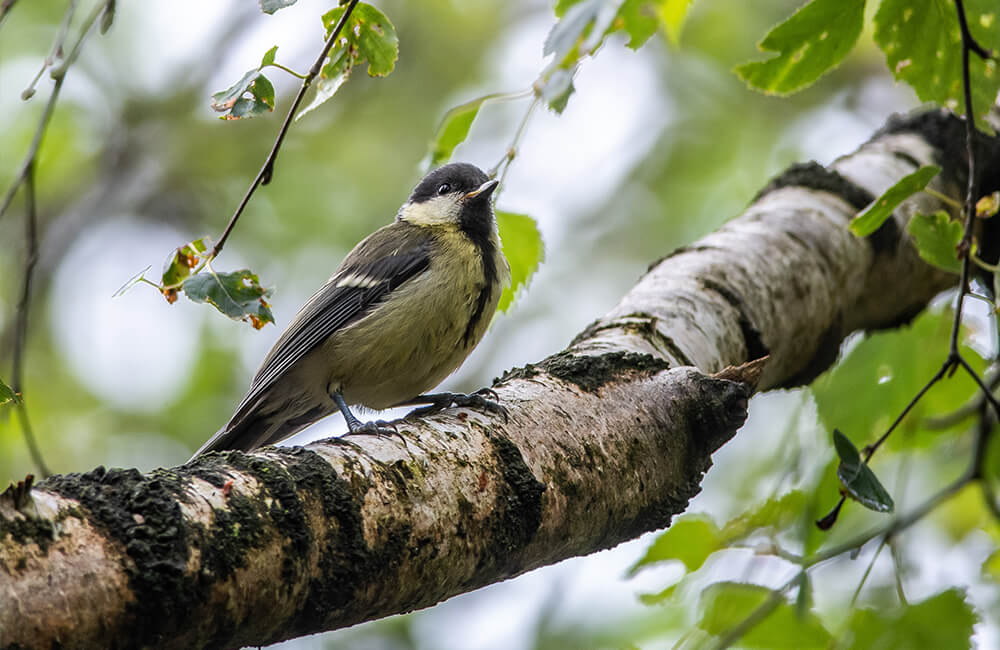Een koolmees zit op een tak en kijkt de lucht in.