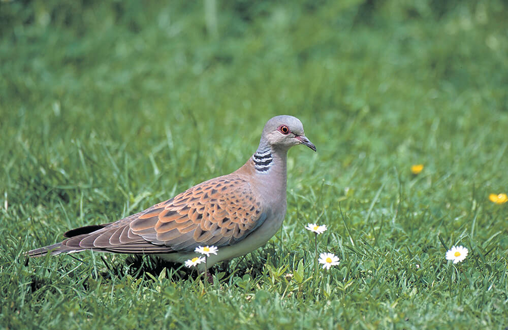 Een tortelduif (Streptopelia turtur) loopt over het gras in een tuin.