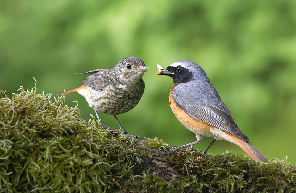 Een gewoon roodstaartje-paar, waarbij het mannetje het vrouwtje voedt met een insect.