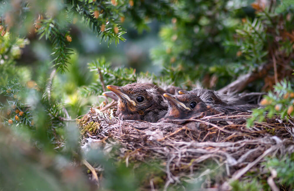 Een vogelnest in een heg met jonge kuikens.