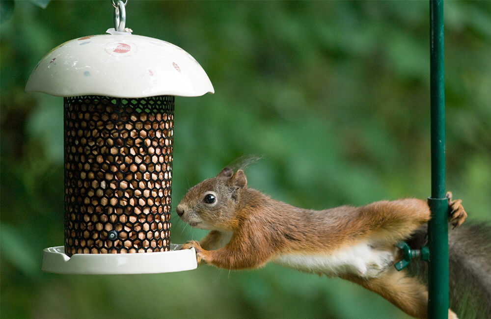 Eekhoorn die eten vanuit een vogelhuisje probeert te eten