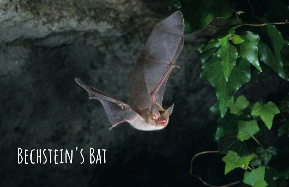 Bechstein vleermuis