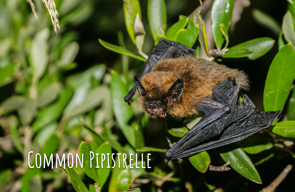 Pipistrelle (vleermuis)
