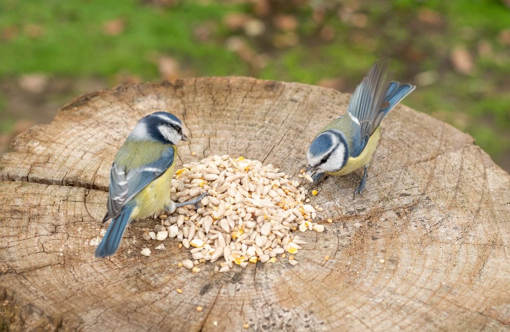 Twee pimpelmezen eten vogelzaadjes uit een boomstam.