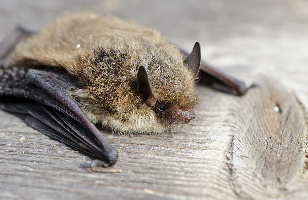 Een vleermuis rust uit op een boomstronk.